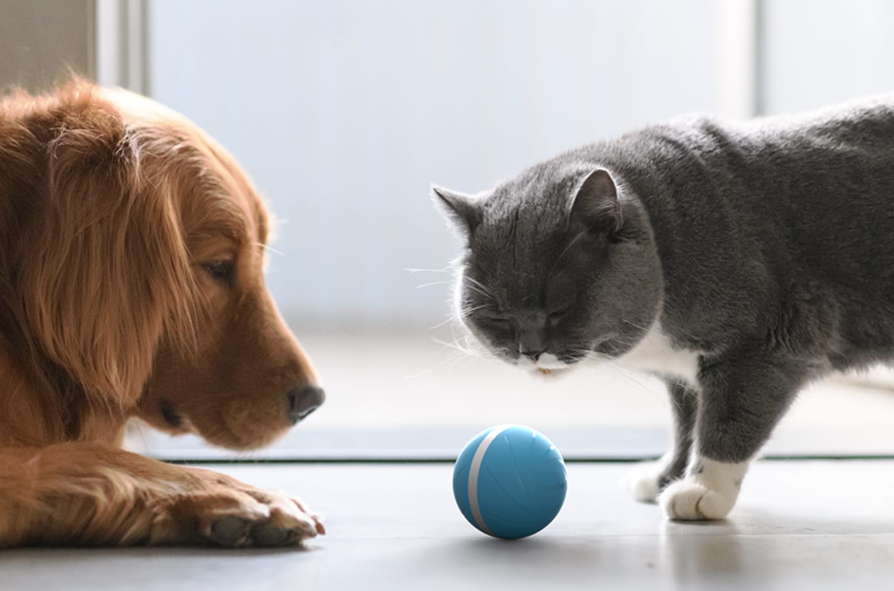 piłka dla kotów inteligentna cheerble