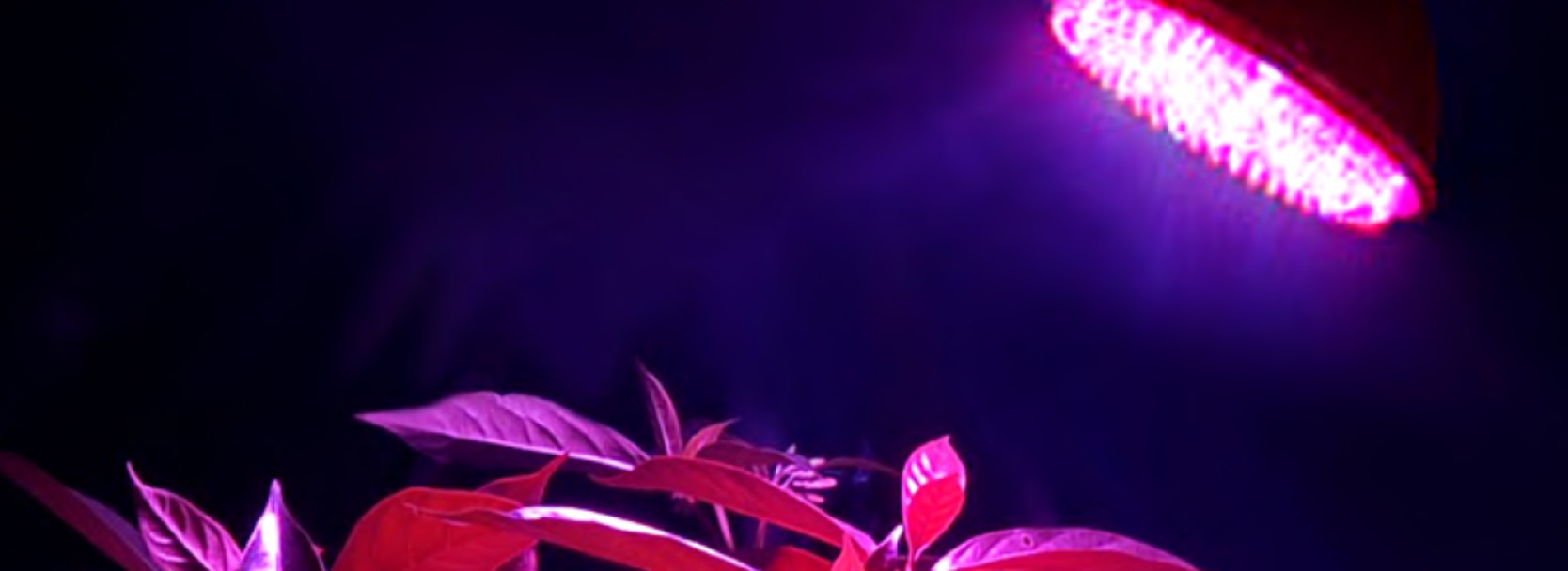 Lampa LED roślin